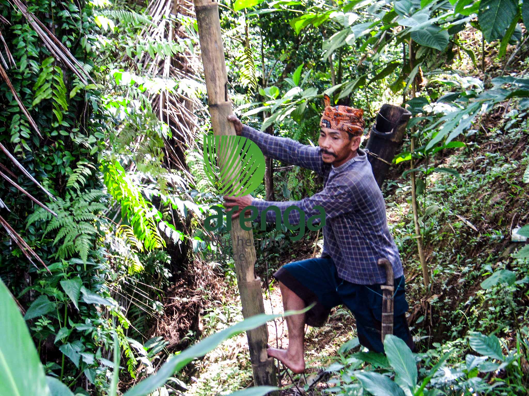 Memanjat tangga bambu yang mengganti lodong