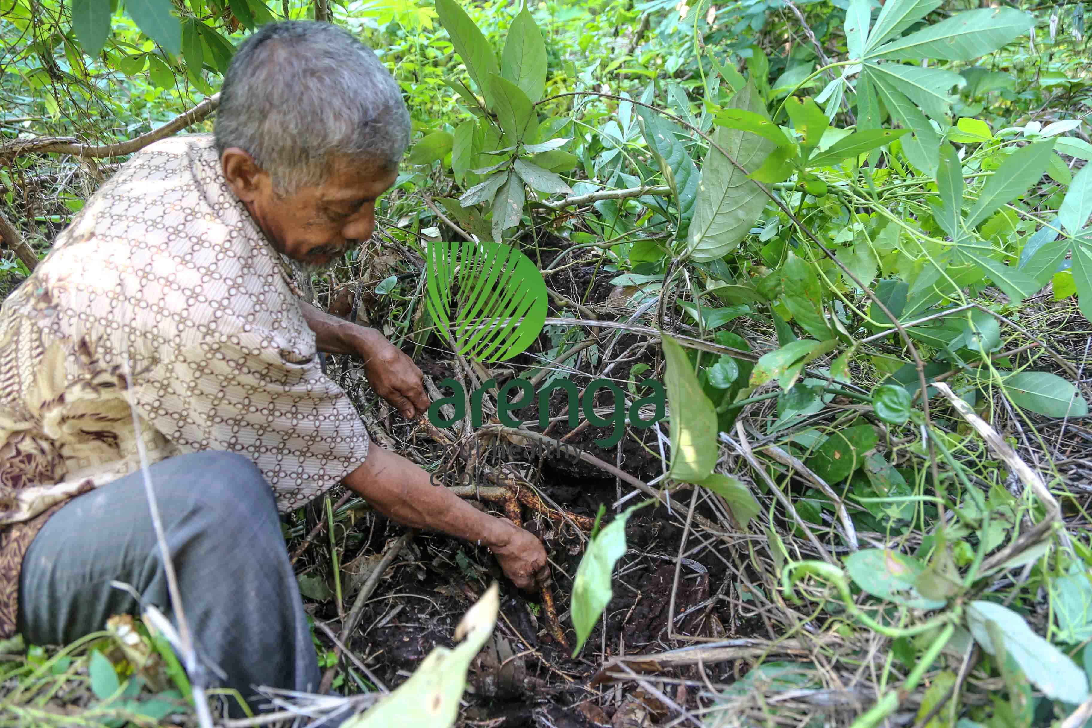 Perajin gula aren sedang mencabut akar kawao