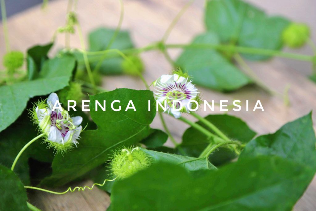 pengawet nira alami Passiflora foetida