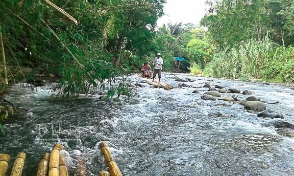 Balanting Paring dengan pohon aren di latar belakang