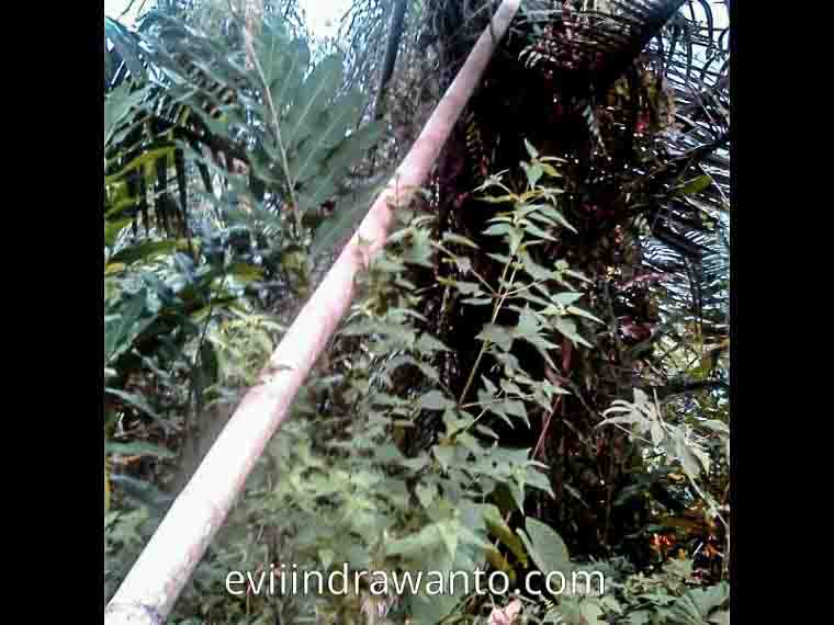 Jembatan bambu