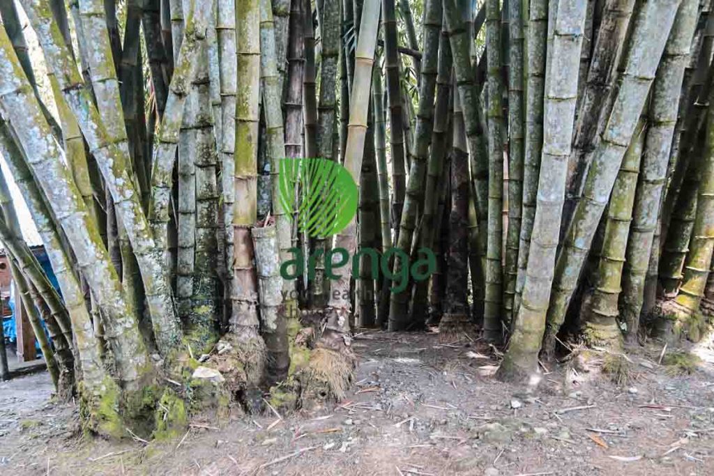 Manfaat Bambu dalam produksi gula aren