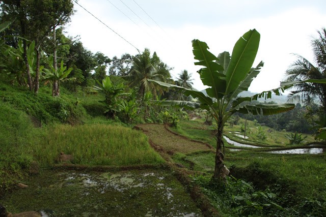 anakan pisang untuk mengobati anemia