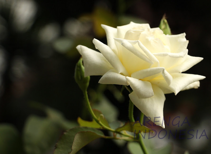 Mawar Putih