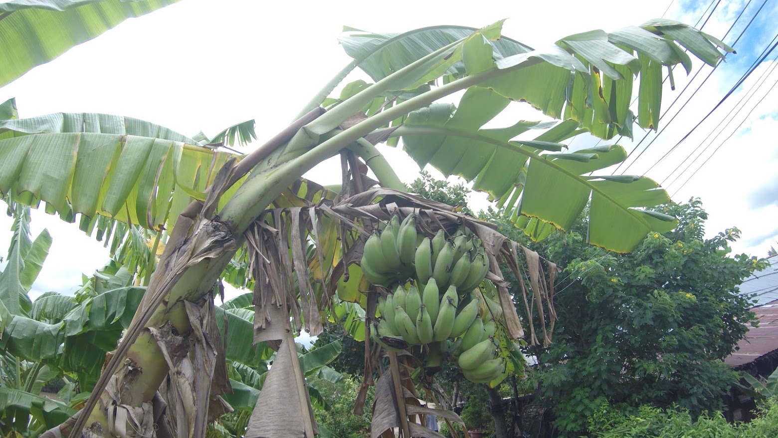 Setandan Pohon Pisang di Pohon