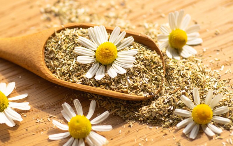 Kandungan teh bunga chamomile
