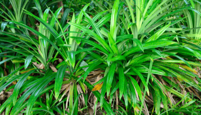 Semerbak daun pandan asli untuk gula aren cair pandan