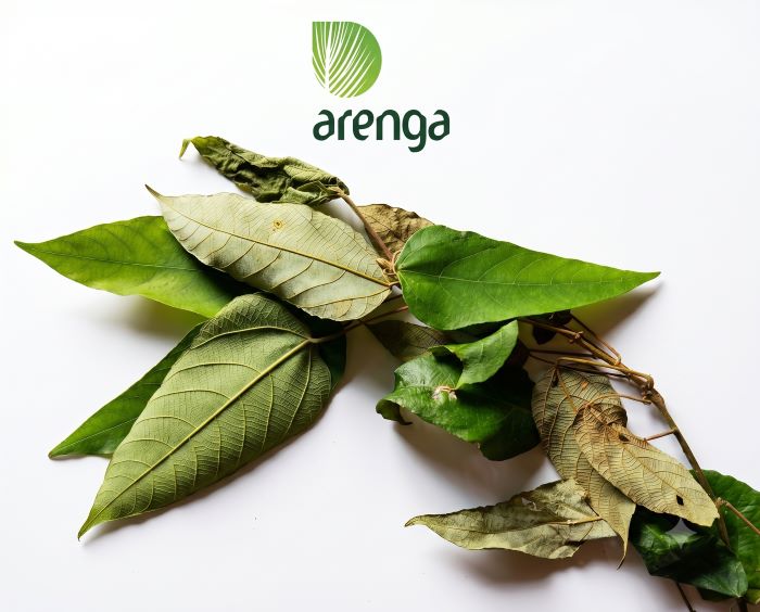 Beberapa helai daun parengpeng segar dan sedikit mengering dengan tulang daun yang terlihat jelas di atas latar belakang putih, dengan logo Arenga berwarna hijau di bagian tengah atas.