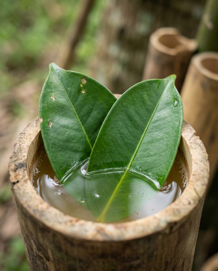 Tabung bambu berisi air nira segar dengan dua helai daun manggis hijau di dalamnya, menampilkan kearifan lokal pembuatan gula aren dengan daun manggis sebagai pengawet alami.